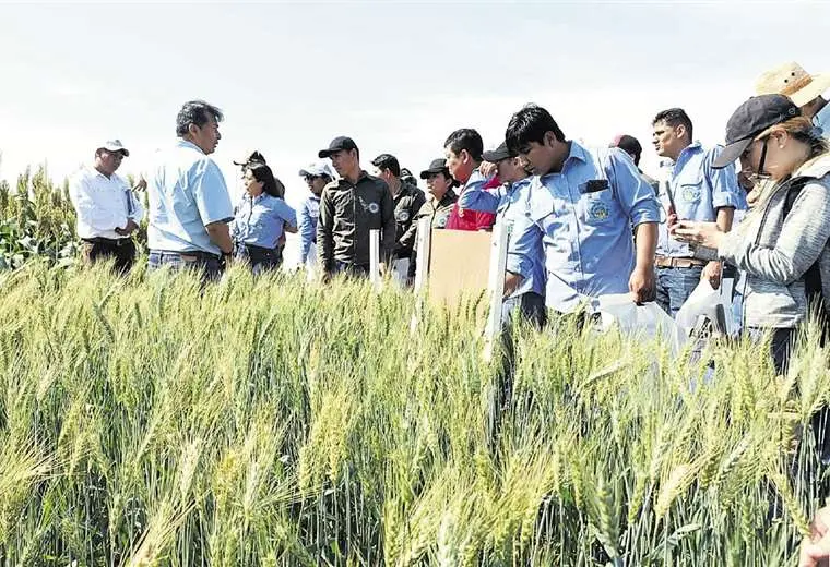 Productores Ven Muy Necesario La Aprobaci N De La Tecnolog A Hb Para