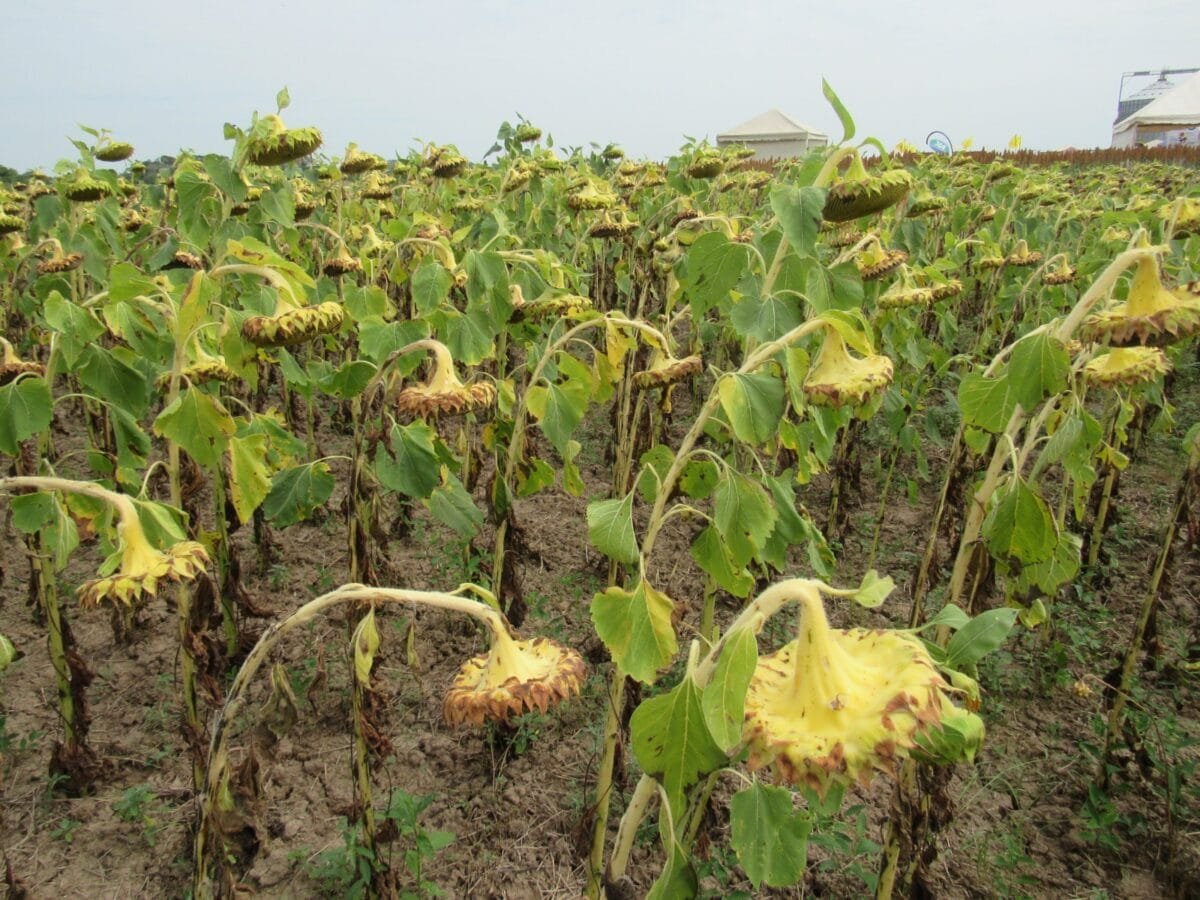 Se Confirma Mayor Producción De Granos En La Campaña De Invierno 2023 Agro Sinergia Bolivia 7754