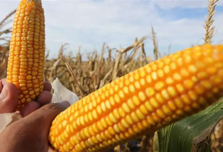 Lluvias favorecen al cultivo de ma z en el Chaco cruce o Agro