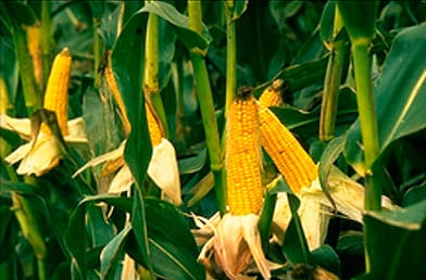 Los transgénicos no aumentan la producción, pero si disminuyen las pérdidas de los cultivos