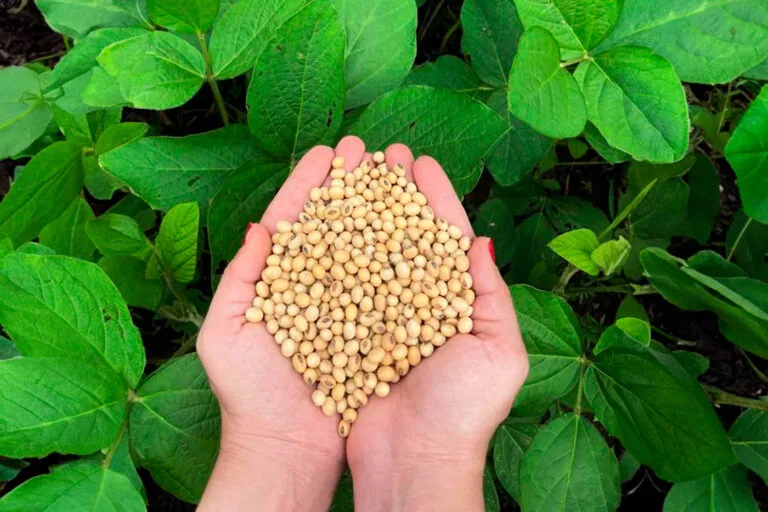 Uso de semillas certificadas de soya continúa a la baja, productores optan por semillas ilegales