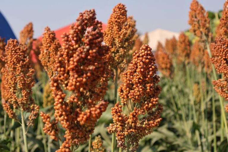 Empresas se preparan para exportar sorgo a China