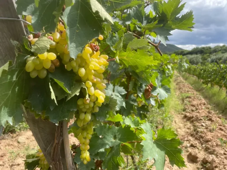 Producción de uva, paisajismo y turismo en peligro por loteos y avasallamientos