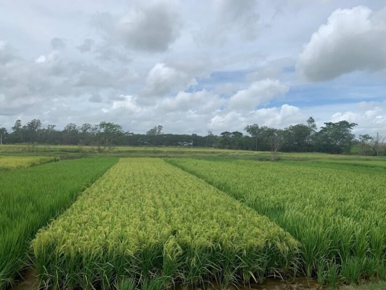 CIAT presenta una nueva variedad de arroz, destacada por su precocidad y alta productividad