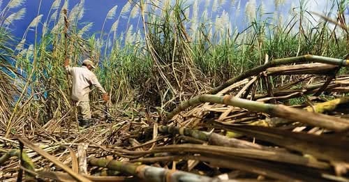 Cañeros reclaman pago de Bs 300 millones por provisión de etanol