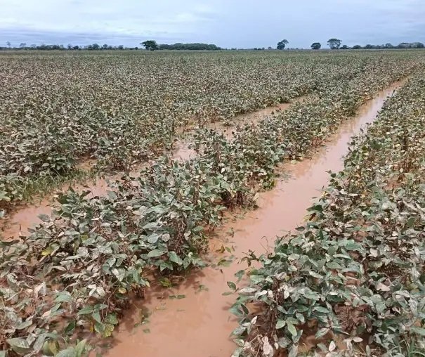 Falta de diésel retrasa la cosecha de soya en el norte y productores temen pérdidas por lluvias