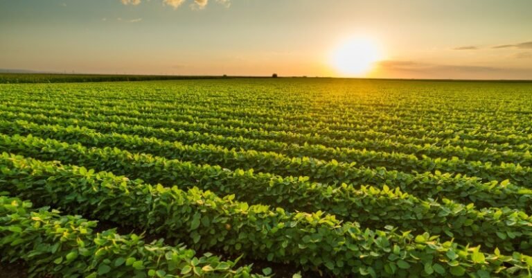 55% de las mujeres rurales en Paraguay se dedican a labores agrÃcolas o ganaderas