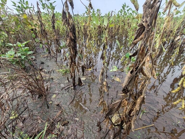 Desbordes de los ríos Grande y Piraí ocasionan pérdidas de 7.000 hectáreas de soya en el Norte