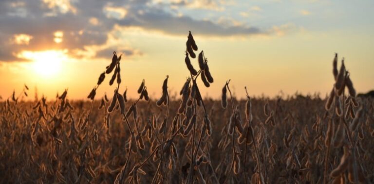 Las razones que empujan a la baja el precio de los granos