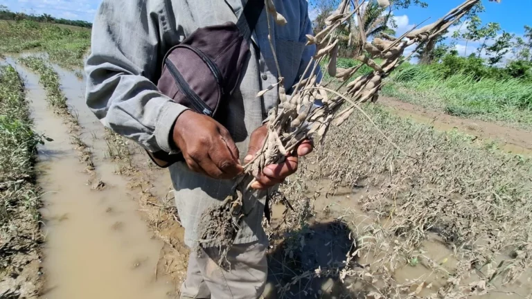 La histórica crecida del Piraí inundó 8.000 hectáreas de soya que estaban listas para cosechar