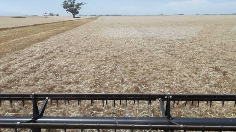 El trigo sigue asombrando en su avance: Suben más las proyecciones de producción, hectáreas sembradas y rindes promedios