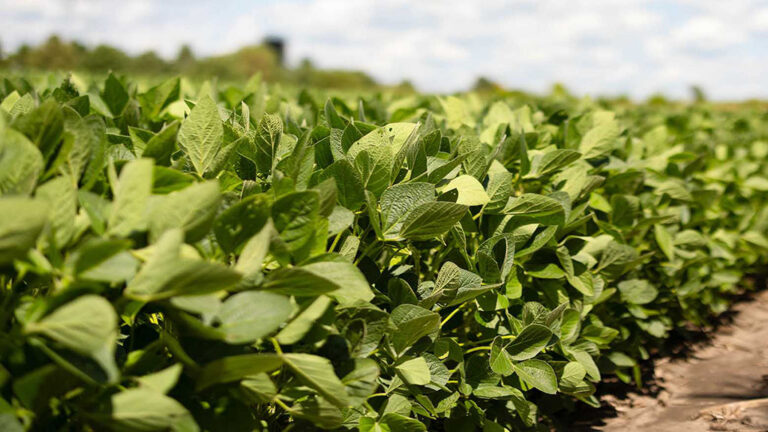 Logran aumentos de hasta 1900 kg/ha en soja con efluentes porcinos