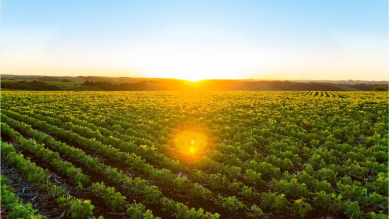 Hedgepoint proyecta una cosecha de soja de 179,5 millones de toneladas en Brasil
