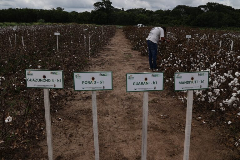 CIAT dará a conocer en dos meses el rendimiento de tres variedades de algodón transgénico