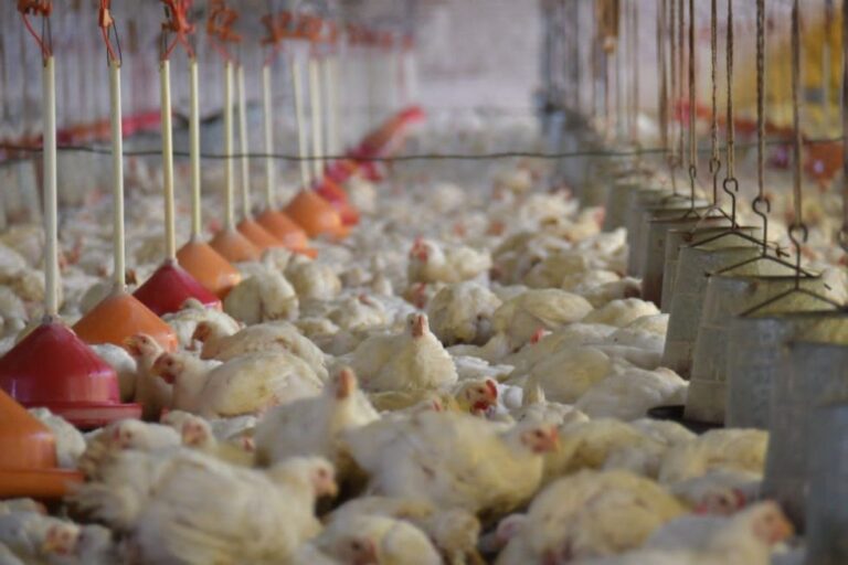 Senasag alerta por influenza aviar y refuerza bioseguridad