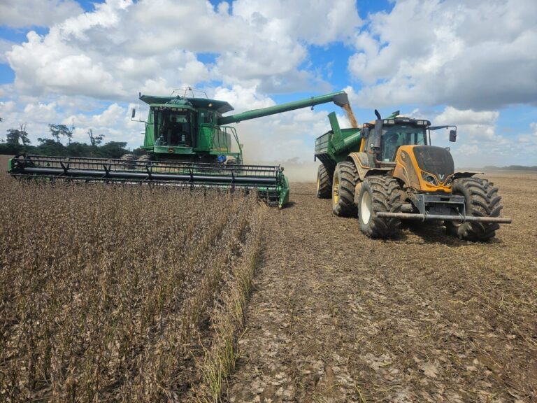 Gobierno libera 880 mil toneladas de grano de soya para exportación, pero productores esperan una apertura total