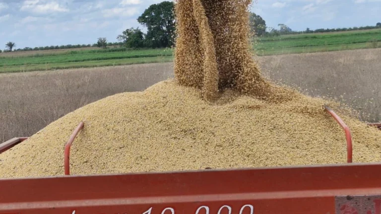 Gobierno oficializa arancel cero para la importación de soya hasta fin de año
