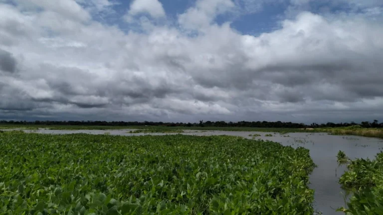 Inundaciones en El Puente afectan a sembradíos de arroz y soya