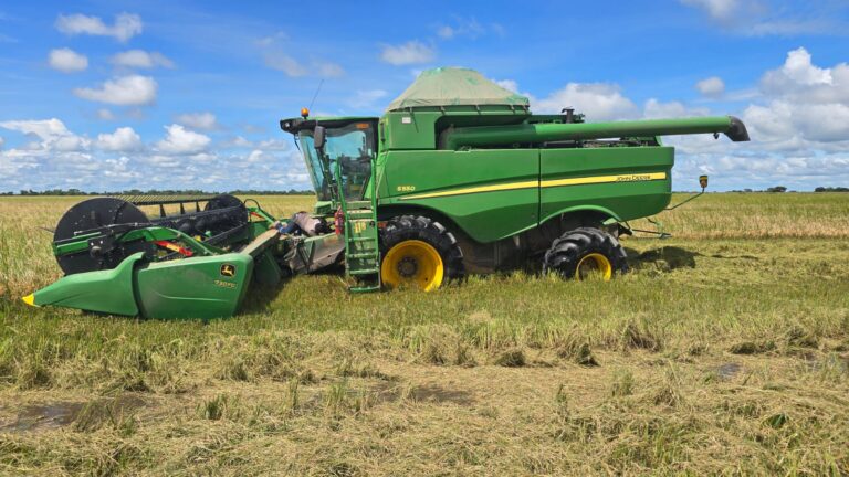 A pesar del clima adverso, la cosecha de arroz en Beni ya registra un avance del 70%