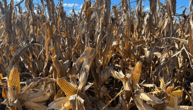 Otro récord: para el Gobierno, la cosecha de maíz crecerá 24% y será la mayor de la historia