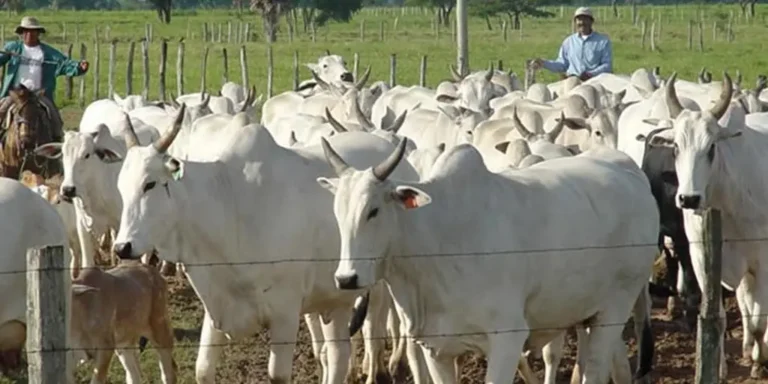 Senado sanciona nueva ley de abigeato que establece penas de hasta 8 años por este delito