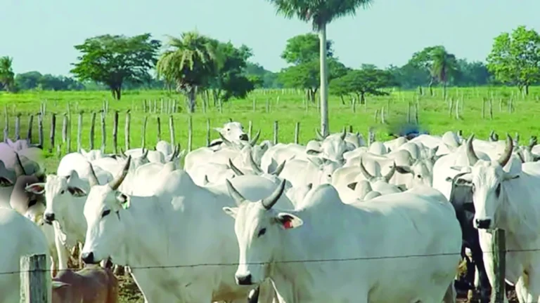 Contrabando de reses vivas provoca desequilibrios en la producción