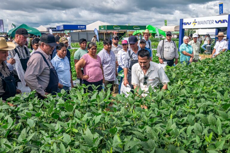 La Chiquitania supera 245 mil hectáreas de soya y maíz en la campaña de verano