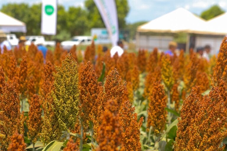 El sorgo tiene potencial de mayor productividad con un manejo técnico adecuado