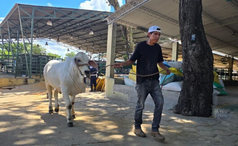 420 bovinos cebuinos marcan el inicio de Agropecruz 2026 y consolidan el liderazgo genético boliviano