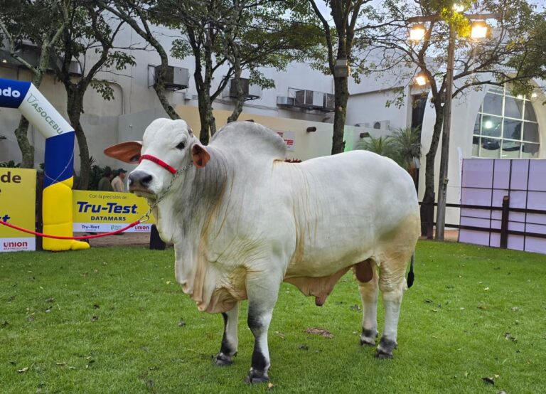 Jaron FIV LS Nelori, con 1.235 kilos, se consagra como el cebuino más pesado de Agropecruz 2026
