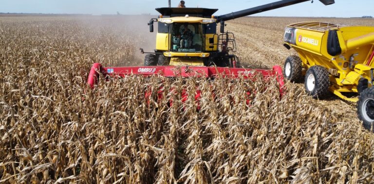 El maíz consolida su récord: aumentan en 5 millones de toneladas la estimación de producción y se alcanzarían las 67 millones de toneladas