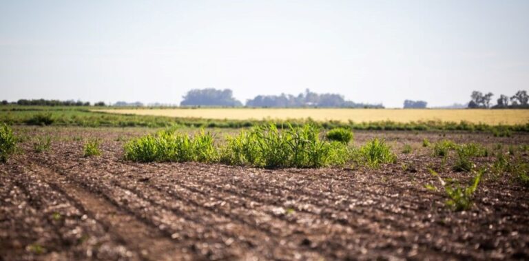 Argentina es pionera en una innovación mundial en el control de malezas gramíneas
