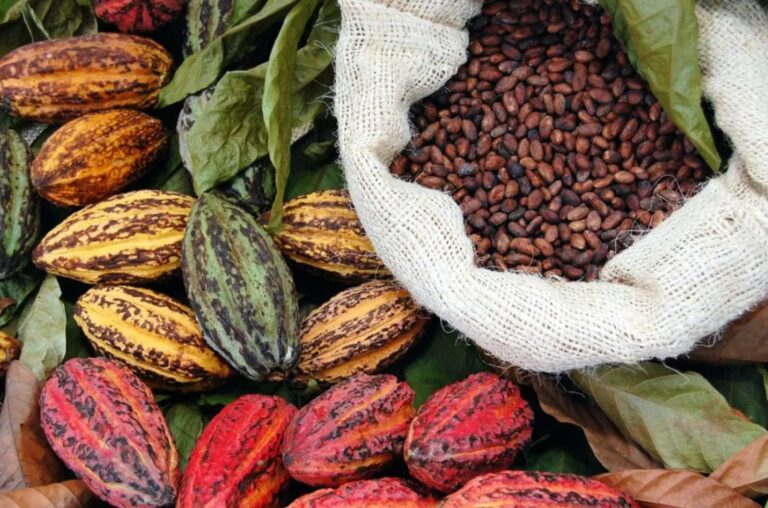 El país selecciona las 10 mejores muestras de cacao amazónico