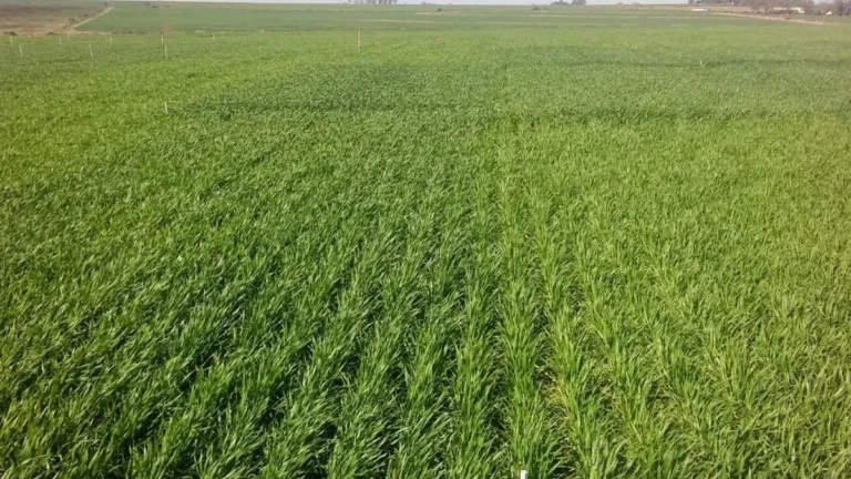 Suelos y agua, las claves para encarar una campaña fina más eficiente