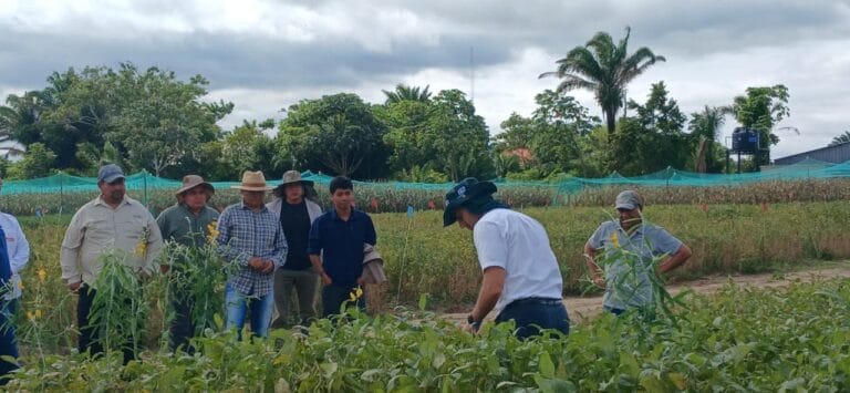 Nutrición de cultivos aumenta rendimientos hasta en 20% y ayuda a mitigar los impactos del exceso de lluvias