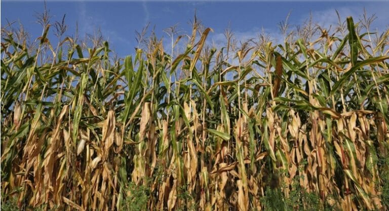 El maíz paraguayo encuentra mercados sólidos en un escenario internacional desafiante