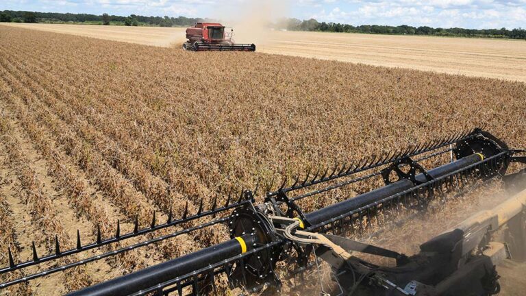 Datos oficiales confirmaron cosecha récord, con un aumento del 21% en la producción