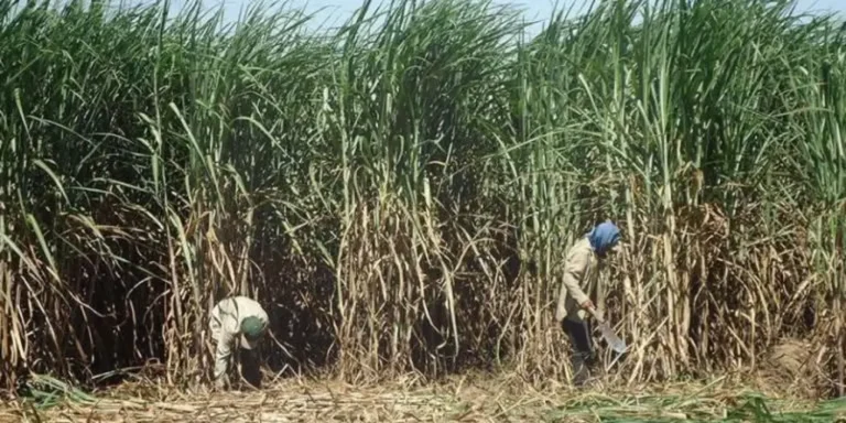 Pese a dificultades, la producción de caña crece y proyecta una cosecha récord de 19 millones de qq de azúcar