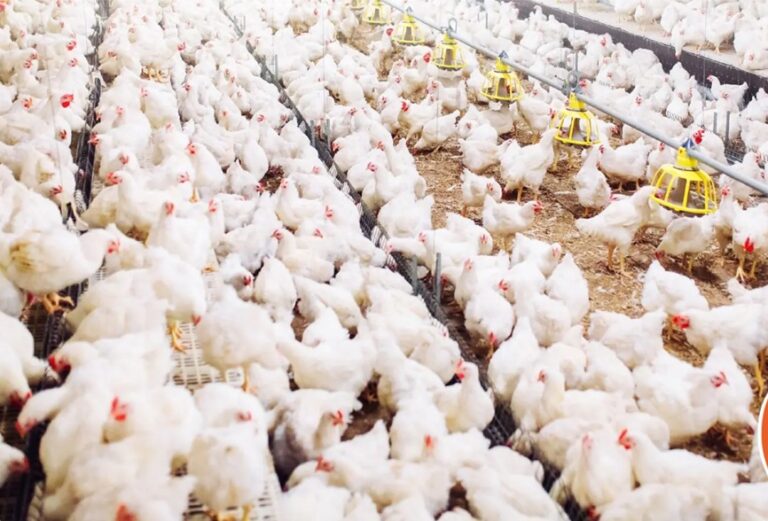 Hay Bs 1.000 millones en pérdidas por pollo y riesgo de cierre de granjas