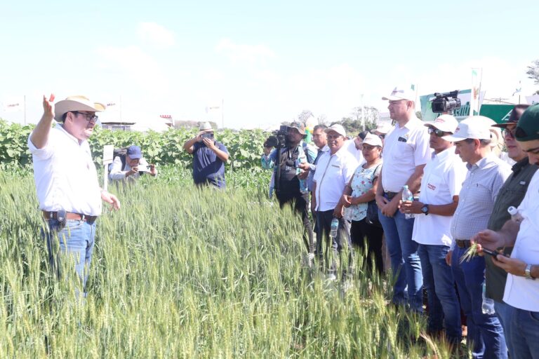 Día Nacional del Trigo define una agenda para reactivar la producción nacional y fortalecer la seguridad alimentaria