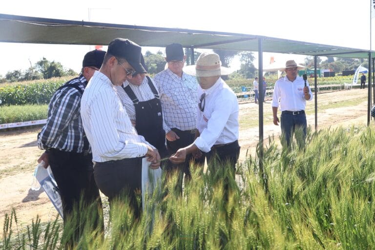 Pese a menor superficie sembrada, el trigo proyecta un buen rendimiento por clima favorable