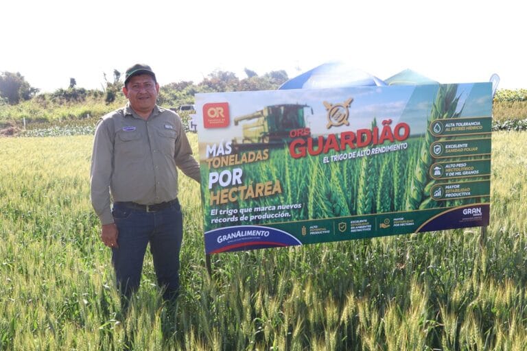 Gran Alimento presentó la variedad de trigo Guardião, con alta sanidad y tolerancia al desgrane