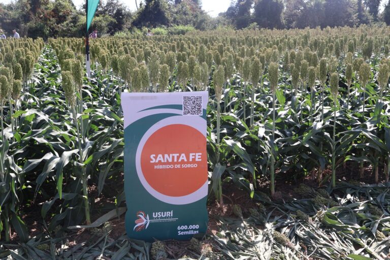 Semillas Usurí mostró híbridos de sorgo y maíz reconocidos por su productividad y adaptabilidad