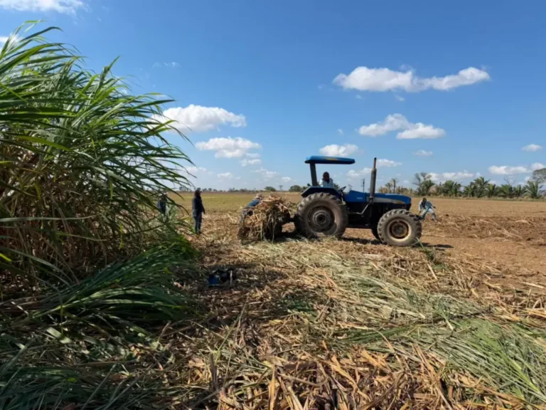 Iniaf inicia implementación de una nueva variedad de caña de azúcar en Santa Cruz