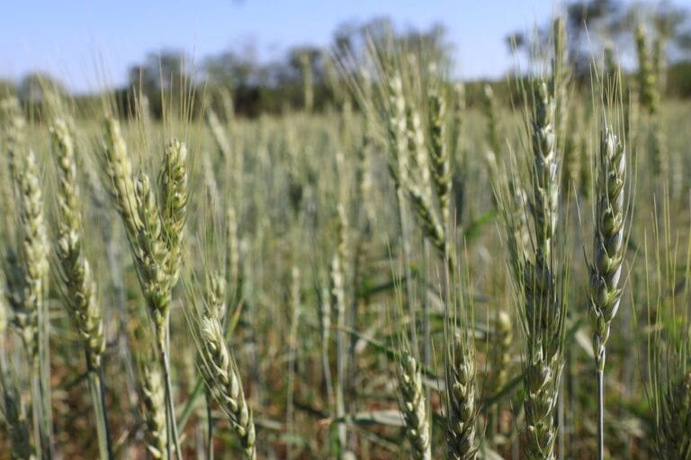Garantizar un precio atractivo para el trigo, la principal demanda de los productores al Gobierno