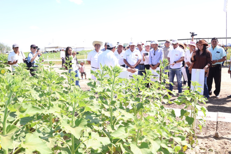 El Día Nacional del Girasol evidenció las favorables proyecciones de rendimiento del cultivo